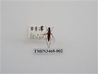 藏品(後紋細花天牛)的圖片